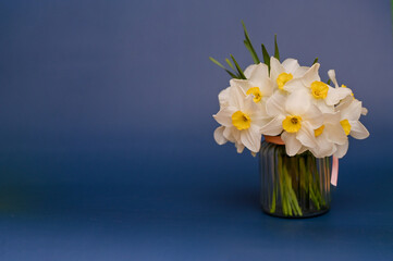 Bright daffodils in a jar on a blue background with free space for inscriptions. Selective focus.