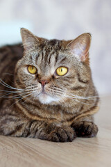 Naklejka na ściany i meble Shatland straight-eared fluffy cat, close-up