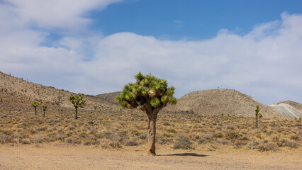 Joshua tree in the middle of Death valley national park.