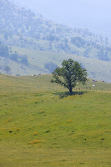 Single tree in the middle of Green meadow