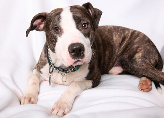 Studio shot of Pit Bull