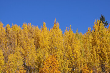 Row of yellow Aspen trees against blue sky in autumn time.