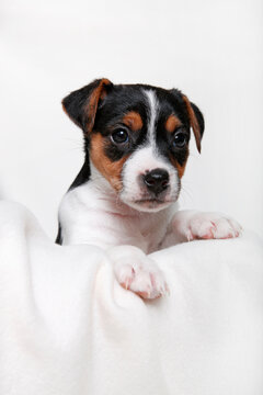 Studio shot of Jack Russel Terrier Puppy