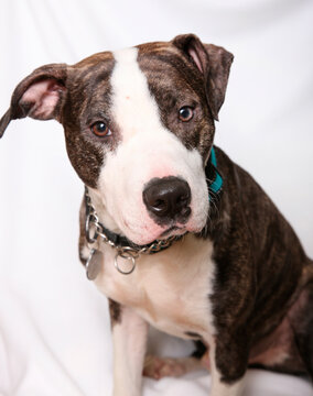 Studio shot of Pit Bull