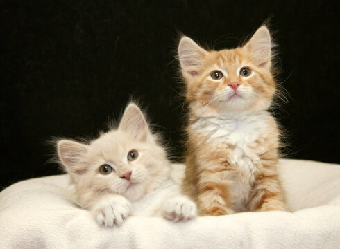 Studio shot of Eight Week Old Maine Coon Kittens