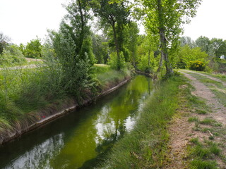 Fototapeta premium bonito paseo por el curso del canal de la femosa a su paso por borges blanques en primavera, lérida, españa, europa