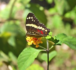 Obraz na płótnie Canvas Schmetterling auf einer Blume 