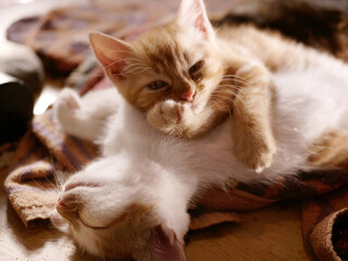Cute funny adorable kittens pose for camera