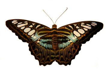 Close-up of a butterfly