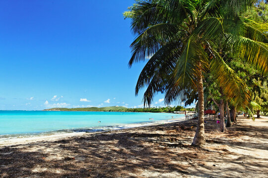 Palm Trees On The Beach, Seven Seas Beach, Culebra Island, Fajardo, Puerto Rico