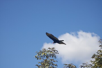 Adler am blauen Himmel 