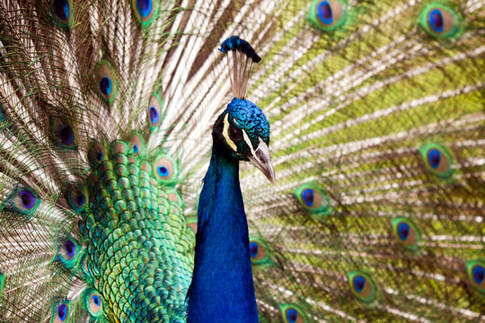 Close up of peacock showing its beautiful feathers