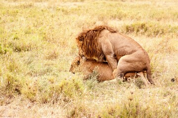 Mating lions (Panthera leo) in stunning golden light, Ruaha National Park, Tanzania