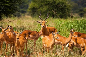 Herd of Impala (Aepyceros Melampus) in a forest, Serengeti National Park, Tanzania