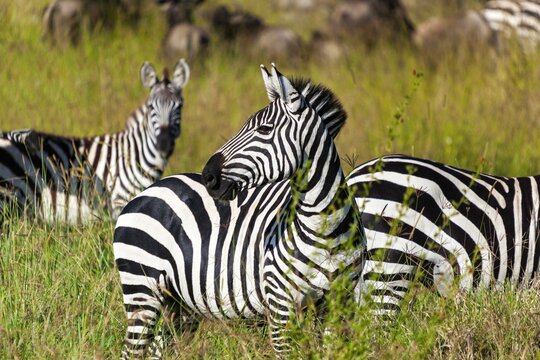 Zebras migrating in a forest, Serengeti National Park, Tanzania