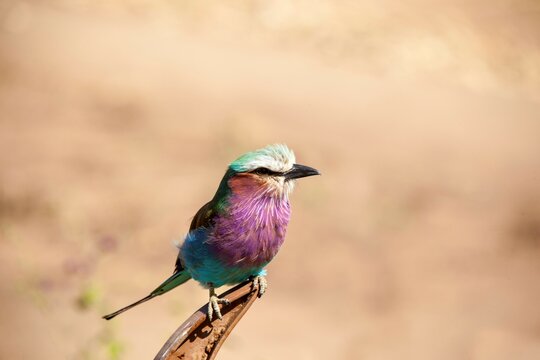 Low angle view of a Lilac-breasted Roller (Coracias caudatus) perching on a branch