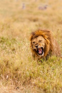 Male lion (Panthera leo) yawning, Serengeti National Park, Tanzania