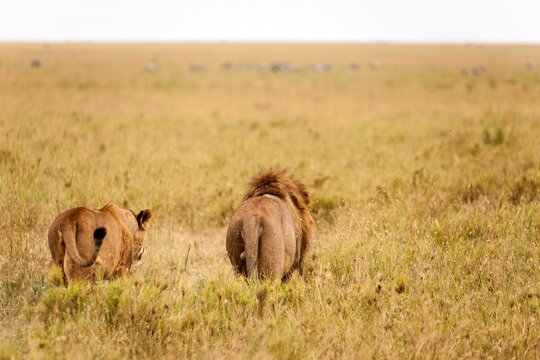 Pair of lions (Panthera leo) walking in a wilderness area, Serengeti National Park, Tanzania