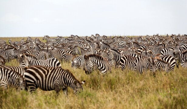 Zebra herd during migration, Serengeti National Park, Tanzania