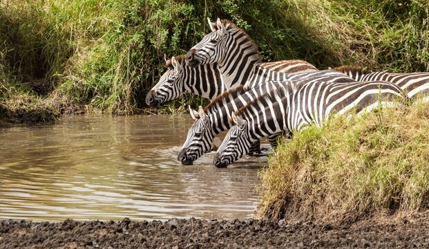 Thirsty zebras drinking water at a waterhole, Tanzania