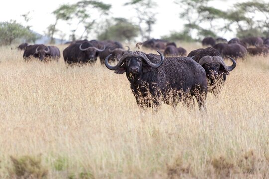 Bull Cape Buffaloes (Syncerus caffer) standing in short grass, Tanzania