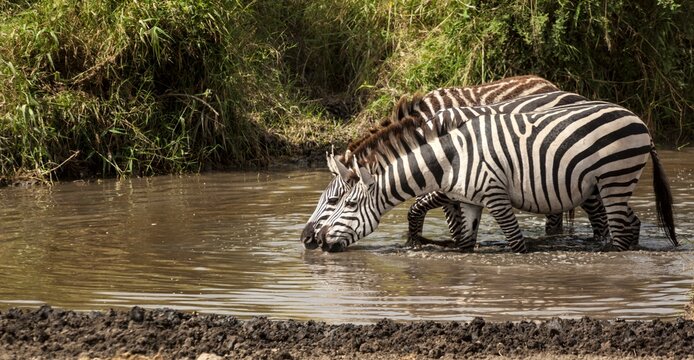 Thirsty zebras drinking water at a waterhole, Serengeti National Park, Tanzania