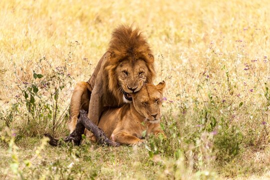 Mating lions (Panthera leo) in stunning golden light, Tanzania