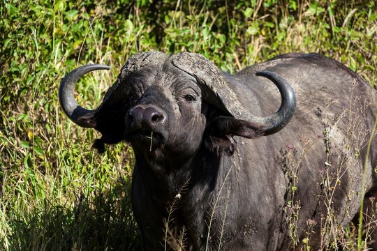 Bull Cape buffalo (Syncerus caffer) standing in short grass, Tanzania
