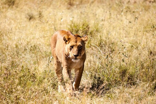 Lioness (Panthera leo) walking in a wilderness area