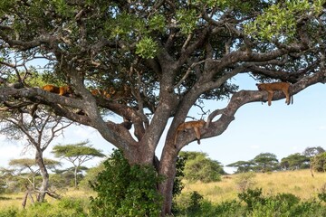 Lion cubs (Panthera leo) sleeping on a tree, Serengeti National Park, Tanzania