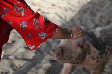 jeune fille qui caresse un cochon sur la plage
