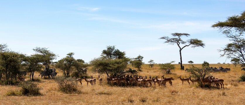 Herd of Impala (Aepyceros melampus) in a forest, Serengeti National Park, Tanzania