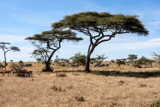 Herd of Impala (Aepyceros melampus) in a forest, Serengeti National Park, Tanzania