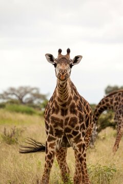 Portrait of a Giraffe (Giraffa camelopardalis), Serengeti National Park, Tanzania