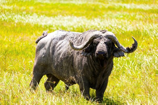 Cape buffalo (Syncerus caffer) in a field, Tanzania