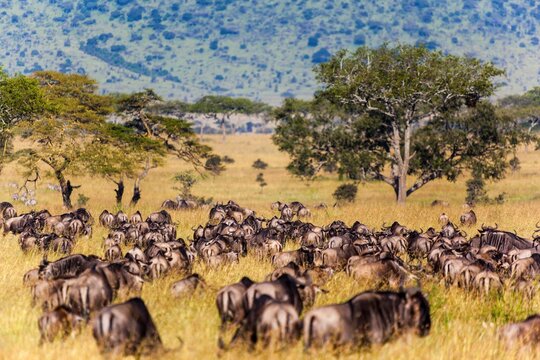 Wildebeests on migration, Serengeti National Park, Tanzania