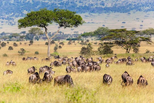 Wildebeests on migration, Serengeti National Park, Tanzania