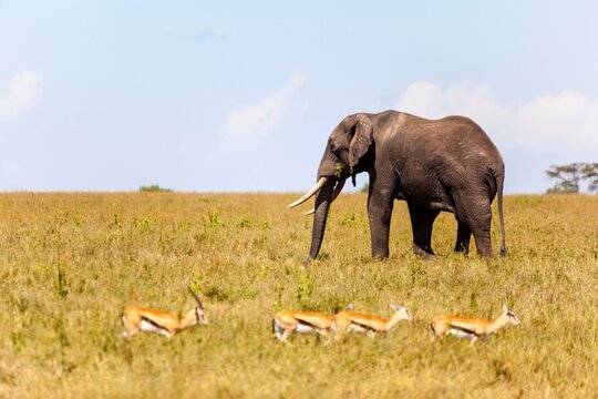 African elephant (Loxodonta africana) and Impalas (Aepyceros melampus) in a forest, Serengeti National Park, Tanzania