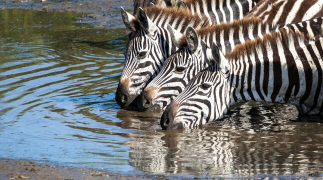 Zebras drinking water in a waterhole, Masai Mara National Reserve, Kenya
