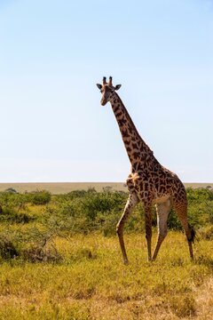 Giraffe (Giraffa camelopardalis) in a field, Serengeti National Park, Tanzania