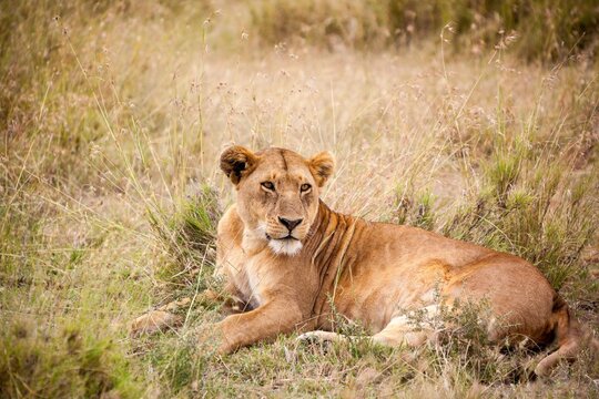 Lioness (Panthera leo) resting in a forest, South Luangwa National Park, Zambia