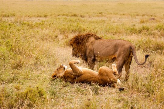 Playing lions (Panthera leo) in a forest, Serengeti National Park, Tanzania