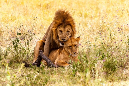 Mating lions (Panthera leo) in a forest, Serengeti National Park, Tanzania