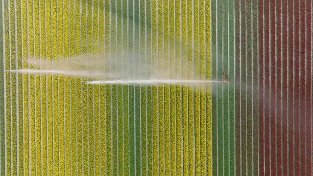 Irrigation pivot gun machine spraying water on a colorful tulip field during a dry and sunny spring day.