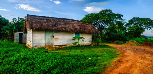 Fototapeta na wymiar Old countryside houses in Cuba use to be build with palm tree wood and branches for the roof. The photo shows an typical house use by farmers.