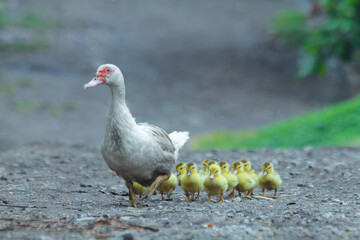 La patita y sus patitos / The duck and his ducklings © Eduardophoto_sv