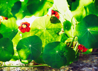 Sun shining through flowering Nesturtium plant with orange flowers