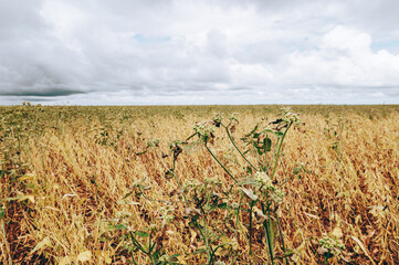 soybean field and sky with clouds