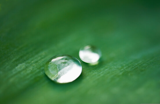 Close up of raindrops on agave leaf