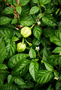 Habanero Chilli plant with green chillies and dainty white flowers